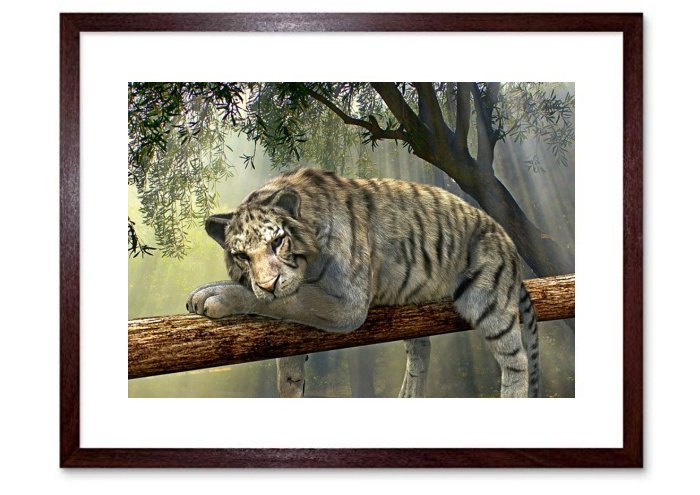 Lazing Tiger Tiger Animal Jungle Rainforest Exotic Animal World